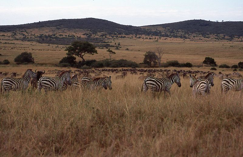 FLY-IN SAFARI MASAI MARA