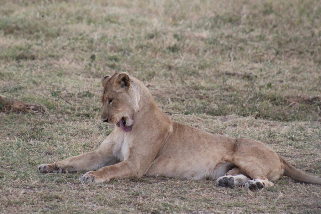 Safari Tanzania 2025