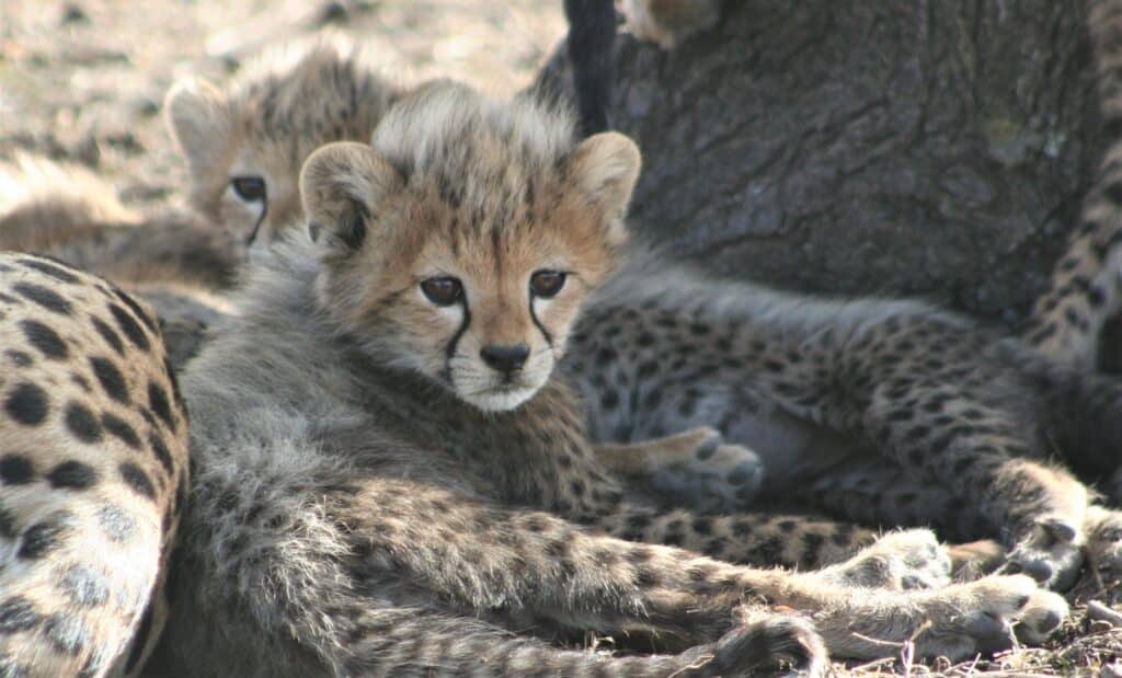 Safaris Partagés Kenya Tanzanie