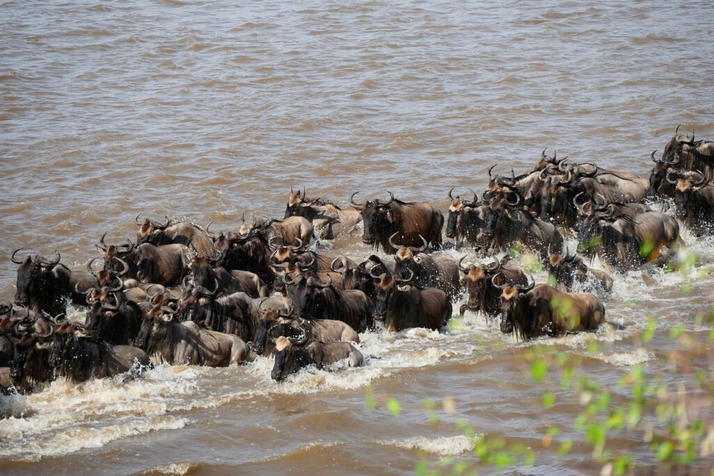 Safari Kenia Masai Mara