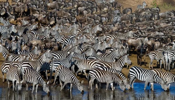 Serengeti Migration